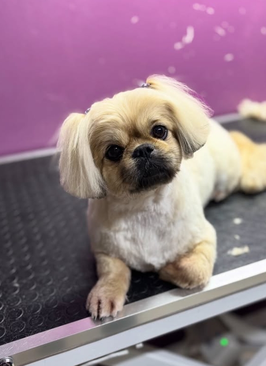 Pekingese tıraş sonrası