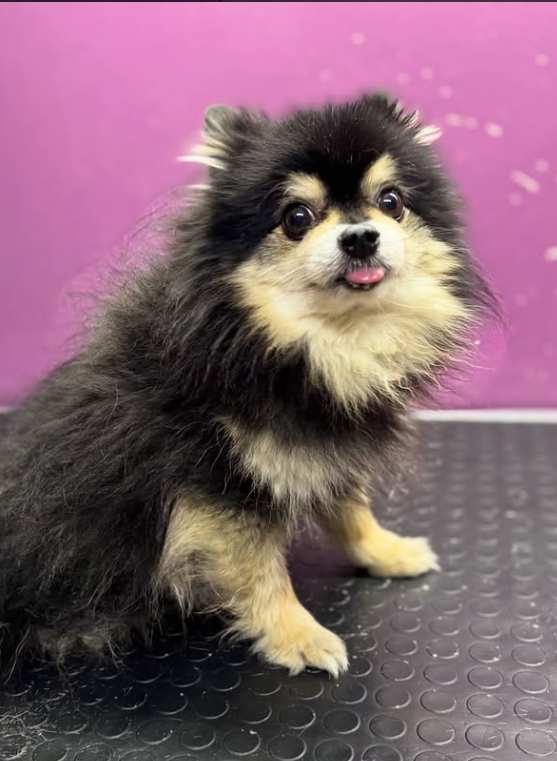 Pomeranian bakım sonrası