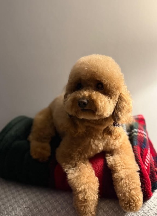 Toy Poodle bakım sonrası