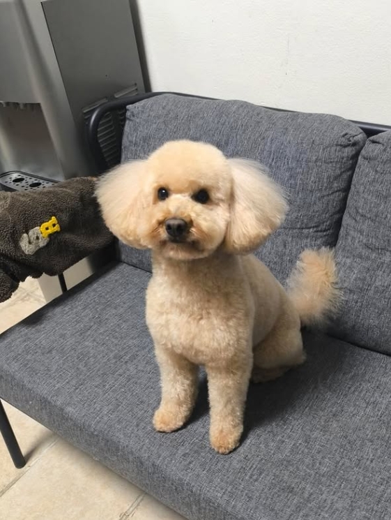 Toy Poodle bakım sonrası