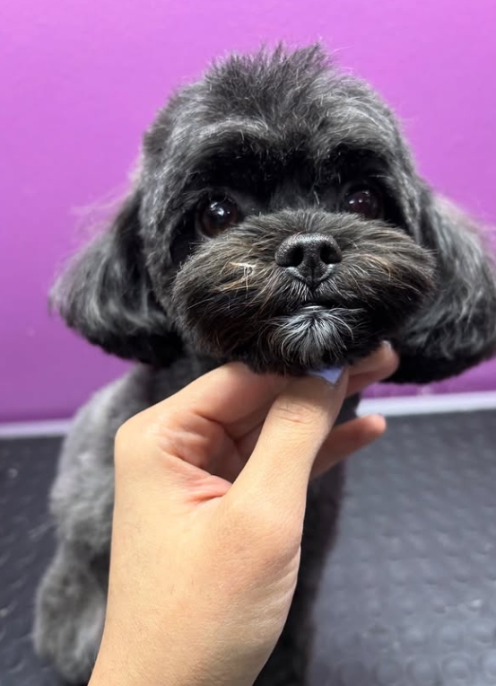 Toy Poodle tıraş sonrası
