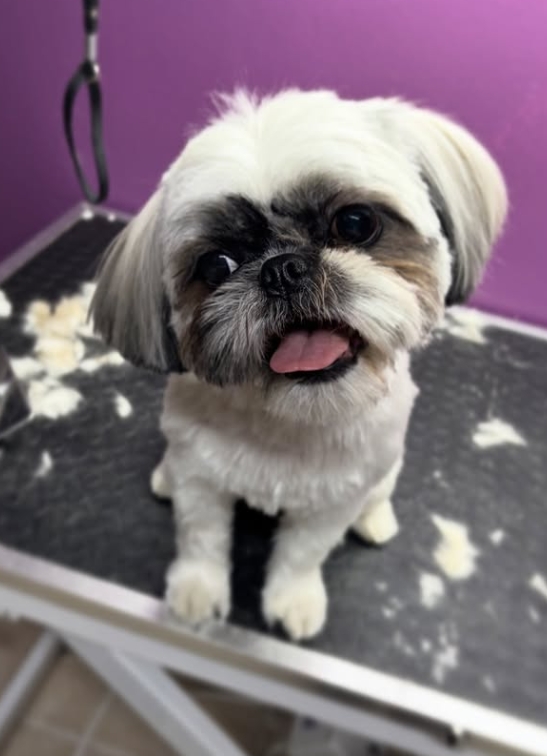 Shih Tzu tıraş anı