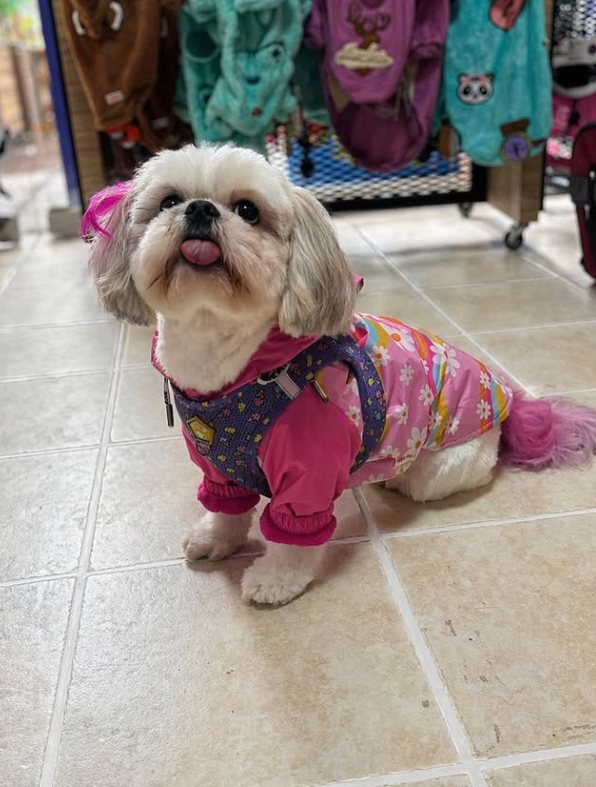 Shih Tzu özel bakım